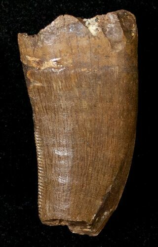 Partial Tyrannosaur Tooth - Montana #17543